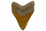 Serrated, Fossil Megalodon Tooth - North Carolina #345651-1
